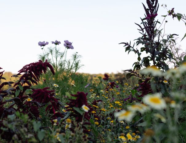 MOOR-FARM-YURT-Maria-Bell-Photography-copyright-0983