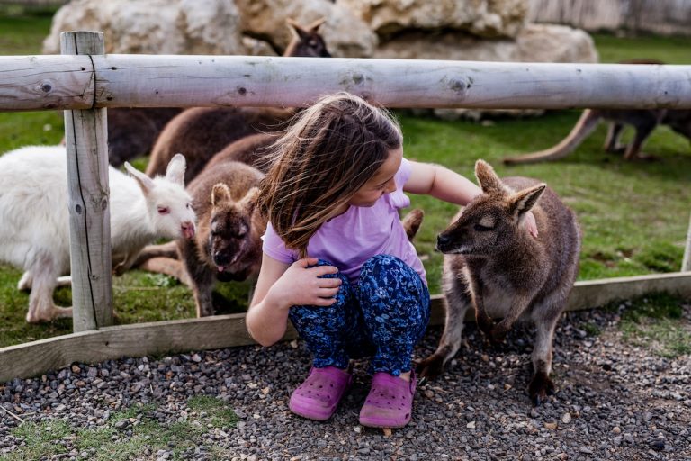 TFP-making-new-friends-wallaby-enclosure